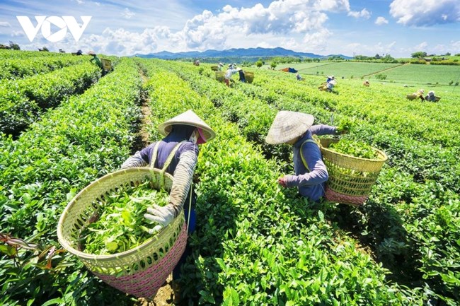 Phát triển thương mại miền núi, hải đảo: Hướng tới thu hẹp khoảng cách giữa các vùng miền (29/08/2023)